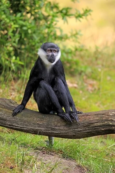 L Hoests Monkey (Cercopithecus lhoesti) adult, sitting on branch (captive)