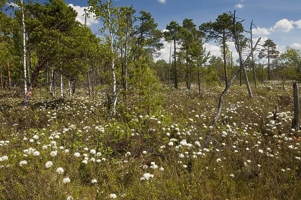 Labrador Tea (Rhododendron tomentosum) flowering mass, growing in bog habitat, Meenikunno Maastikukaitseala Reserve, Estonia, june