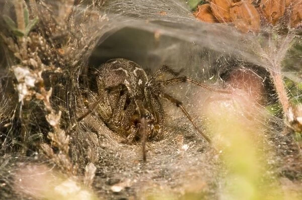 Labyrinth Spider (Agelena labyrinthica) adult female, at entrance to funnel-shaped retreat in web