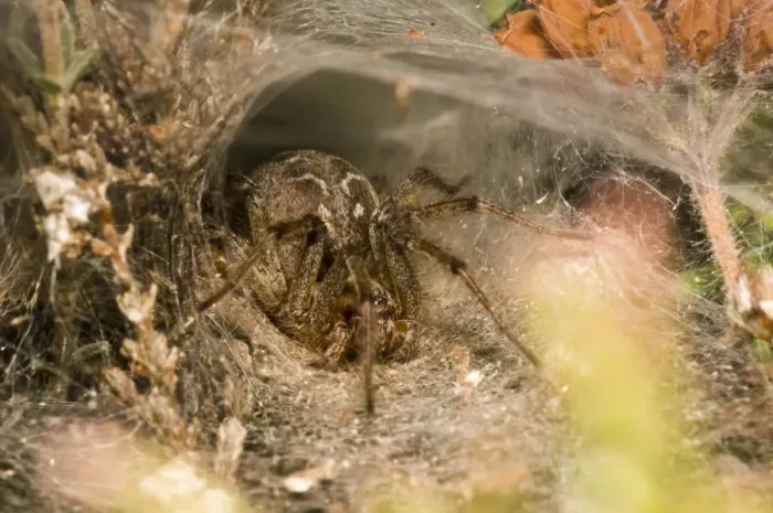 Framed Print : Labyrinth Spider (Agelena labyrinthica) adult female, at entrance to funnel-shaped retreat in web