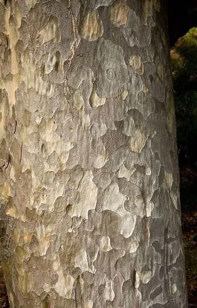 Lacebark Pine (Pinus bungeana) close-up of bark and trunk, China