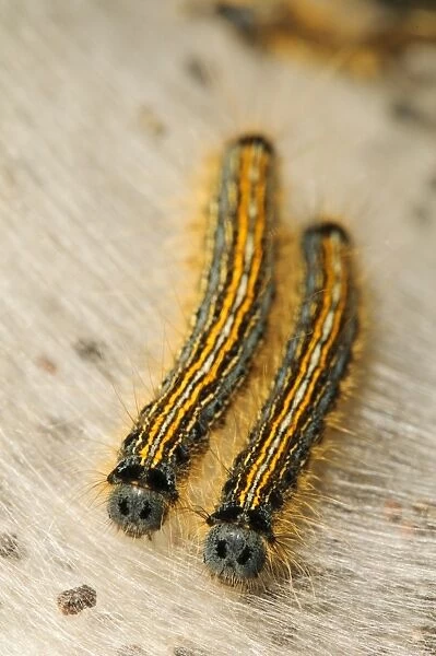 Lackey Moth (Malacosoma neustria) two caterpillars, on silken tent, St. Davids Head, Pembrokeshire, Wales, May