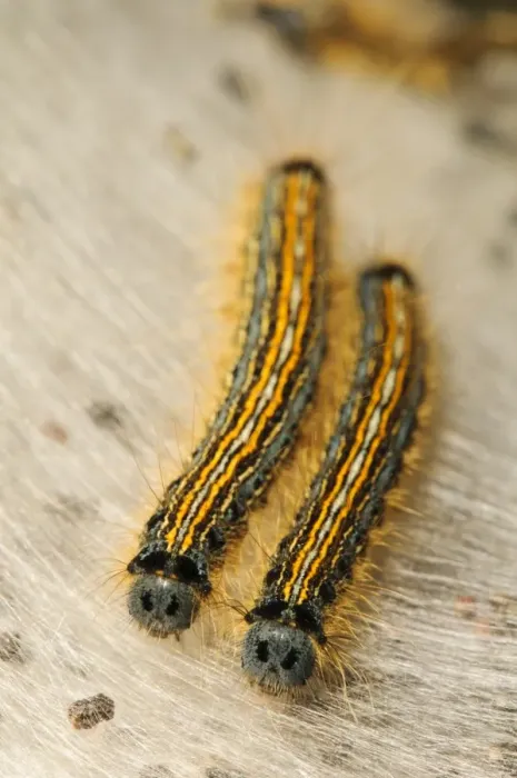 Framed Print : Lackey Moth (Malacosoma neustria) two caterpillars, on silken tent, St. Davids Head, Pembrokeshire, Wales, May Framed Print : Lackey Moth (Malacosoma neustria) two caterpillars, on silken tent, St. Davids Head, Pembrokeshire, Wales, May