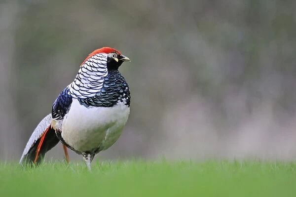 Lady Amhersts Pheasant (Chrysolophus amherstiae) introduced species, adult male, walking in field, Norfolk, England