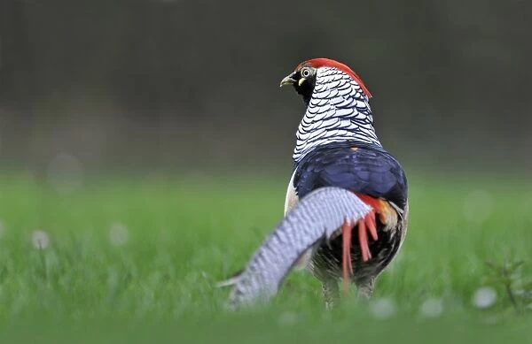 Lady Amhersts Pheasant (Chrysolophus amherstiae) introduced species, adult male, standing in field, Norfolk, England