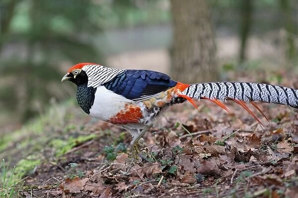 Lady Amhersts Pheasant (Chrysolophus amherstiae) introduced species, adult male, walking amongst fallen leaves