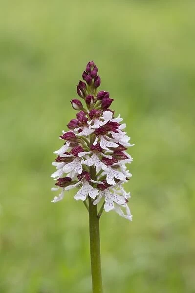 Lady Orchid (Orchis purpurea) close-up of flowerspike, Kent, England, May