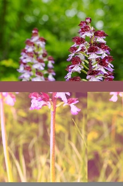 Lady Orchid (Orchis purpurea) close-up of flowerspikes, Italy, may