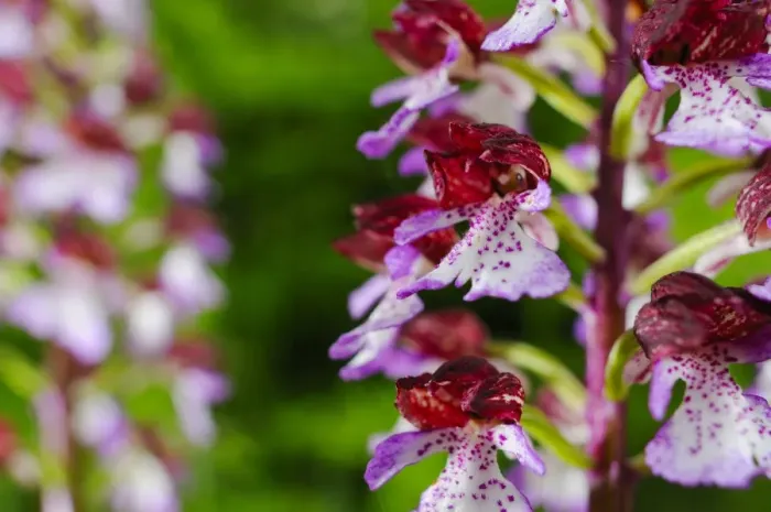Framed Print : Lady Orchid (Orchis purpurea) close-up of flowers, Italy, may Framed Print : Lady Orchid (Orchis purpurea) close-up of flowers, Italy, may