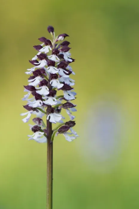 Framed Print : Lady Orchid (Orchis purpurea) close-up of flowerspike, Kent, England, may Framed Print : Lady Orchid (Orchis purpurea) close-up of flowerspike, Kent, England, may
