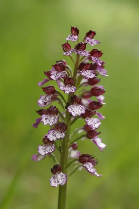 Framed Print : Lady Orchid (Orchis purpurea) close-up of flowerspike, Causse de Gramat, Massif Central, Lot, France, may