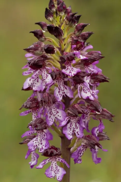 Framed Print : Lady Orchid (Orchis purpurea) close-up of flowerspike, after rainfall, Italy, april