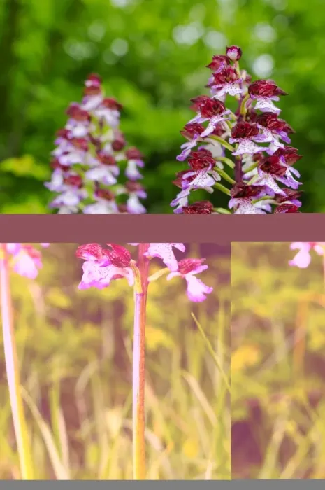 Framed Print : Lady Orchid (Orchis purpurea) close-up of flowerspikes, Italy, may Framed Print : Lady Orchid (Orchis purpurea) close-up of flowerspikes, Italy, may