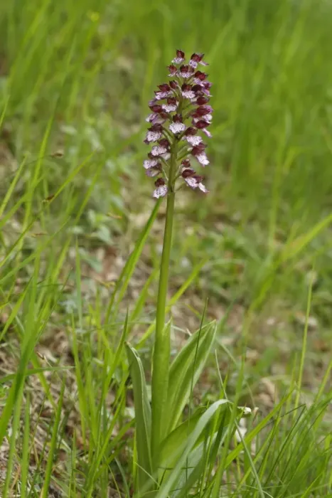Framed Print : Lady Orchid (Orchis purpurea) flowering, Causse de Gramat, Massif Central, Lot, France, may Framed Print : Lady Orchid (Orchis purpurea) flowering, Causse de Gramat, Massif Central, Lot, France, may