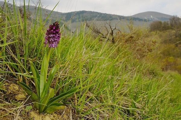 Lady Orchid (Orchis purpurea) flowering, growing in habitat, Italy, april