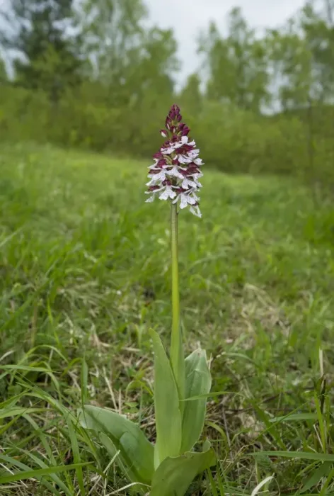 Framed Print : Lady Orchid (Orchis purpurea) flowerspike, Kent, England, May Framed Print : Lady Orchid (Orchis purpurea) flowerspike, Kent, England, May