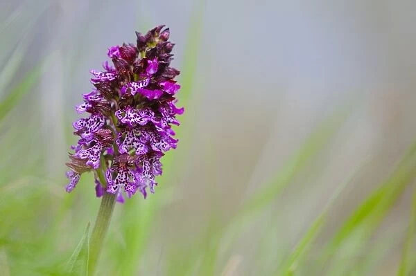 Lady Orchid (Orchis purpurea) flowerspike, Italy, april