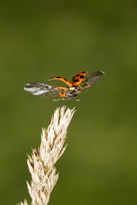 Framed Print : Ladybird (Coccinellidae sp. ) adult, in flight, taking off from plant, Suffolk, England, november Framed Print : Ladybird (Coccinellidae sp. ) adult, in flight, taking off from plant, Suffolk, England, november