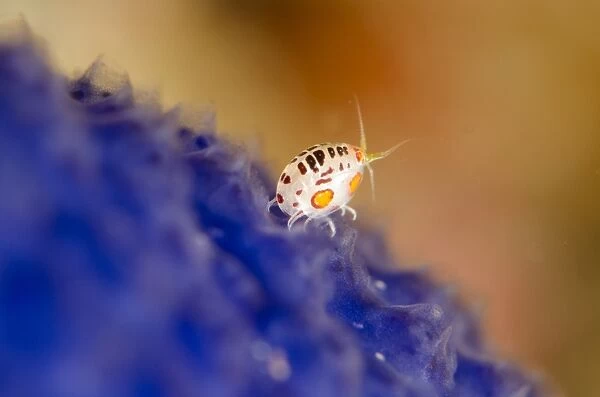 Ladybug Amphipod (Cyproideidae sp. ) adult, on blue seasquirt, Horseshoe Bay, Nusa Kode, Rinca Island, Komodo N. P