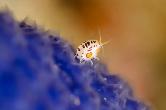 Framed Print : Ladybug Amphipod (Cyproideidae sp. ) adult, on blue seasquirt, Horseshoe Bay, Nusa Kode, Rinca Island, Komodo N. P Framed Print : Ladybug Amphipod (Cyproideidae sp. ) adult, on blue seasquirt, Horseshoe Bay, Nusa Kode, Rinca Island, Komodo N. P