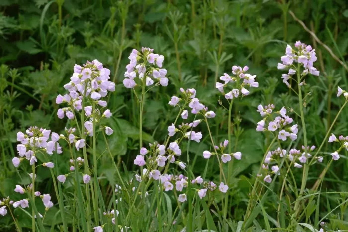 Framed Print : Lady's Smock (Cardamine pratensis) flowering, West Sussex, England, april Framed Print : Lady's Smock (Cardamine pratensis) flowering, West Sussex, England, april