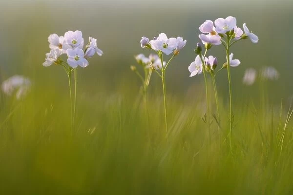 Ladys Smock (Cardamine pratensis) flowering, growing in meadow on organic farm, in evening light, Powys, Wales, May