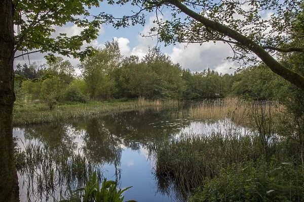 Lake at Lynford Arboretum, Norfolk