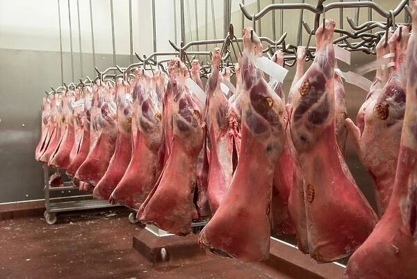 Lamb carcases hanging in abattoir, Yorkshire, England, February