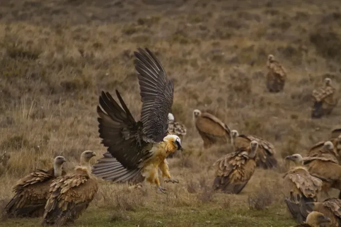 Framed Print : Lammergeier (Gypaetus barbatus) adult, in flight, landing amongst Eurasian Griffon Vulture (Gyps fulvus) flock, Spain Framed Print : Lammergeier (Gypaetus barbatus) adult, in flight, landing amongst Eurasian Griffon Vulture (Gyps fulvus) flock, Spain