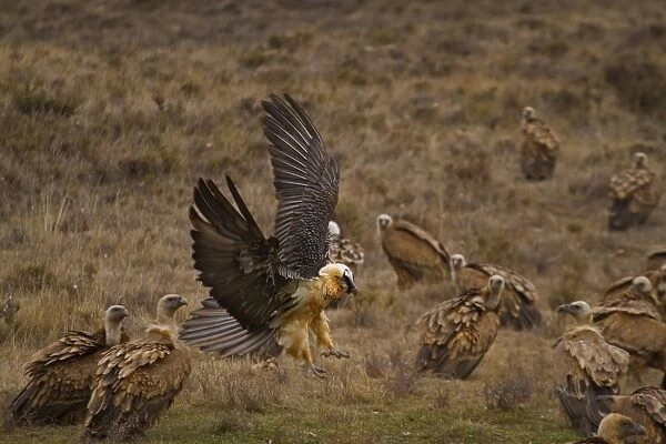 Lammergeier (Gypaetus barbatus) adult, in flight, landing amongst Eurasian Griffon Vulture (Gyps fulvus) flock, Spain