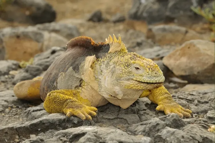 Framed Print : Land Iguana (Conolophus subcristatus) adult male, resting on rocks, Galapagos Islands Framed Print : Land Iguana (Conolophus subcristatus) adult male, resting on rocks, Galapagos Islands