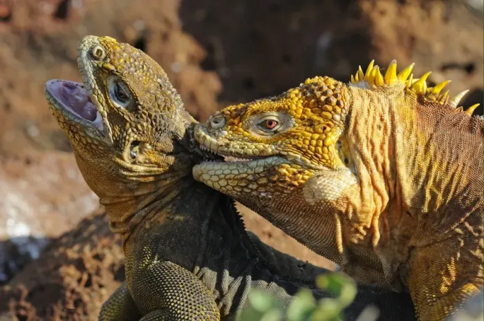 Framed Print : Land Iguana (Conolophus subcristatus) adult pair, mating, male biting neck of female, Galapagos Islands