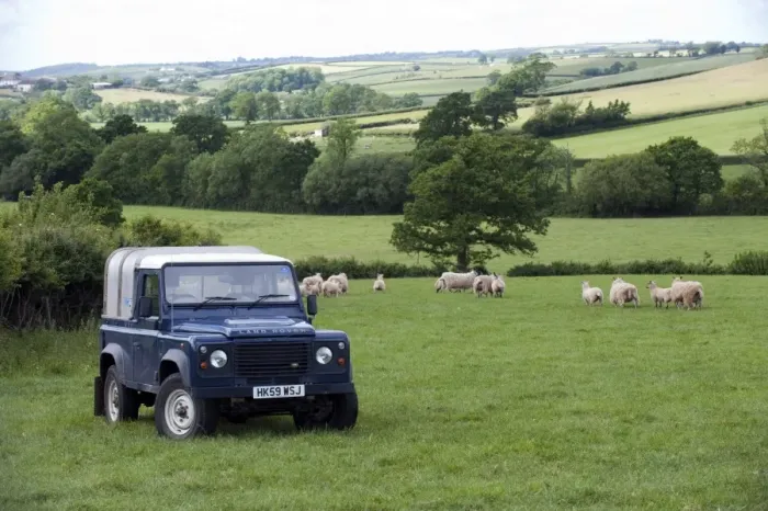 Framed Print : Land Rover in pasture with sheep flock, Devon, England, may Framed Print : Land Rover in pasture with sheep flock, Devon, England, may
