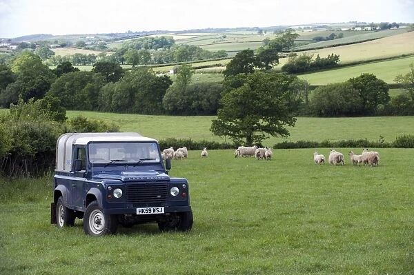 Land Rover in pasture with sheep flock, Devon, England, may