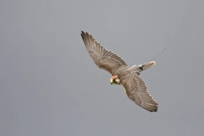 Framed Print : Lanner Falcon (Falco biarmicus) adult, in flight, with telemetry transmitter, captive Framed Print : Lanner Falcon (Falco biarmicus) adult, in flight, with telemetry transmitter, captive