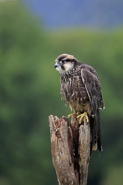 Lanner Falcon (Falco biarmicus) juvenile, perched on stump (captive)