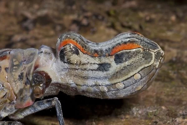 Lantern Bug (Fulgora laternaria) adult, close-up of head with false eye markings, in rainforest, Peruvian Amazon, Peru