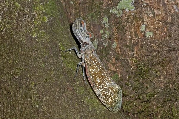 Lantern Bug (Fulgora laternaria) adult, resting on tree trunk, in rainforest, Peruvian Amazon, Peru, September