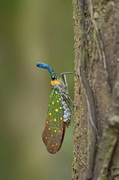Lantern Bug (Pyrops whiteheadi) adult, resting on tree trunk, Malaysian Borneo, Borneo, Malaysia, February