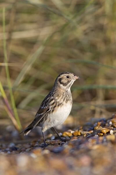 Lapland Bunting (Calcarius lapponicus) juvenile, first winter plumage, standing on beach, Minsmere RSPB Reserve, Suffolk, England, september