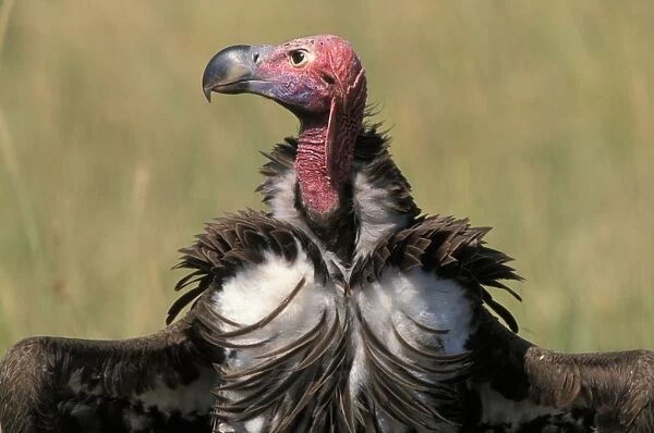 Lappet-faced Vulture (Torgos tracheliotus) Head - Masi Mara, Kenya