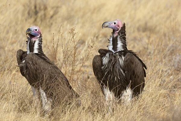 Lappet-faced Vulture (Torgos tracheliotus) two adults, standing in dry savannah, Samburu National Reserve, Kenya