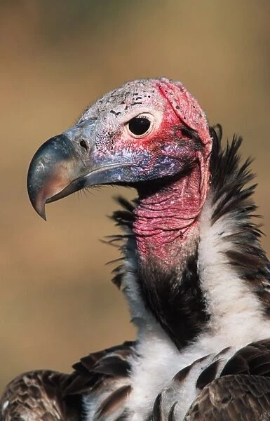 Lappet-faced Vulture (Torgos tracheliotus) adult, close-up of head and neck, Masai Mara National Reserve, Kenya