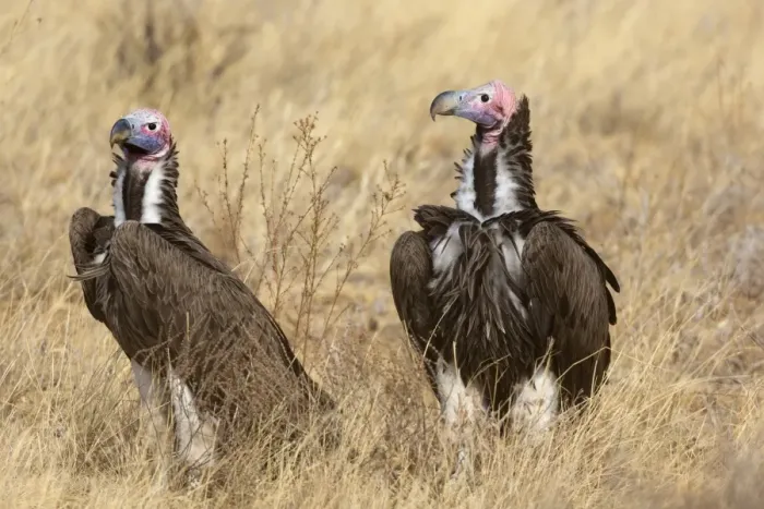 Framed Print : Lappet-faced Vulture (Torgos tracheliotus) two adults, standing in dry savannah, Samburu National Reserve, Kenya Framed Print : Lappet-faced Vulture (Torgos tracheliotus) two adults, standing in dry savannah, Samburu National Reserve, Kenya