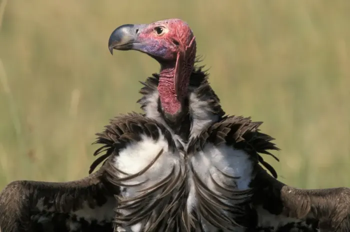 Framed Print : Lappet-faced Vulture (Torgos tracheliotus) Head - Masi Mara, Kenya Framed Print : Lappet-faced Vulture (Torgos tracheliotus) Head - Masi Mara, Kenya