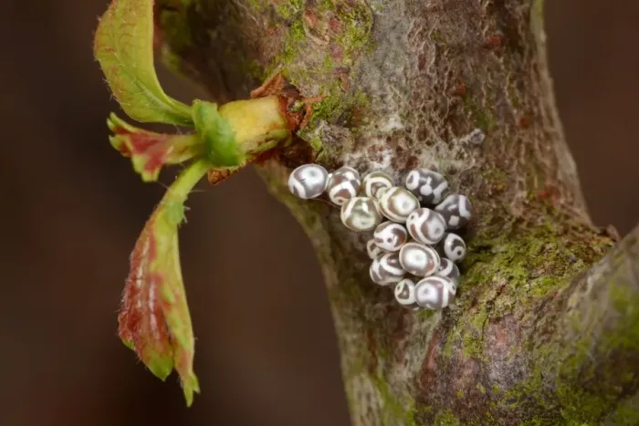 Framed Print : Lappet Moth (Gastropacha quercifolia) cluster of eggs, laid on hawthorn twig, Oxfordshire, England, July Framed Print : Lappet Moth (Gastropacha quercifolia) cluster of eggs, laid on hawthorn twig, Oxfordshire, England, July