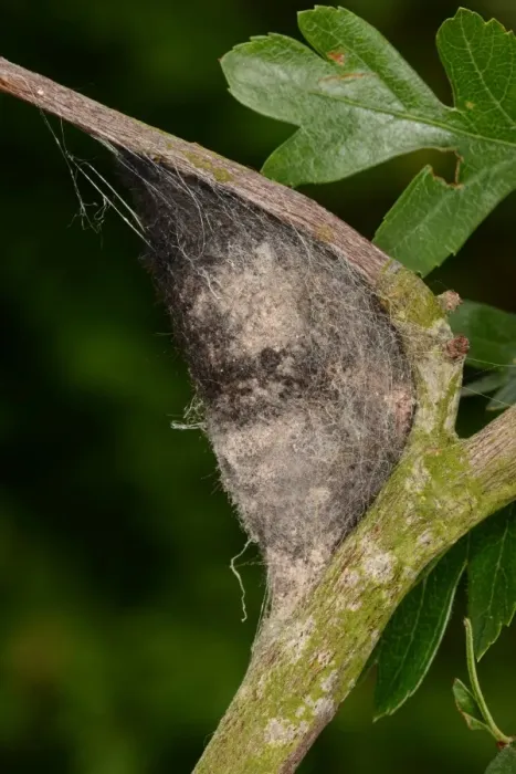 Framed Print : Lappet Moth (Gastropacha quercifolia) cocoon, attached to hawthorn twig, Oxfordshire, England, June Framed Print : Lappet Moth (Gastropacha quercifolia) cocoon, attached to hawthorn twig, Oxfordshire, England, June