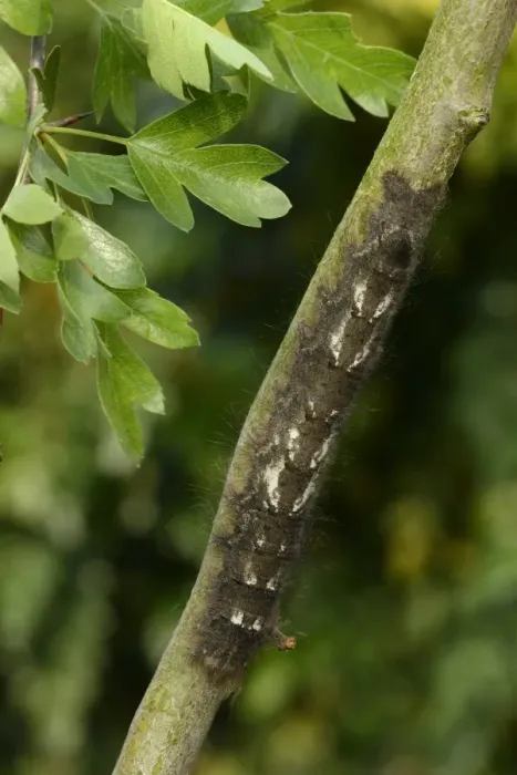 Framed Print : Lappet Moth (Gastropacha quercifolia) full grown larva, on hawthorn twig, Oxfordshire, England, May