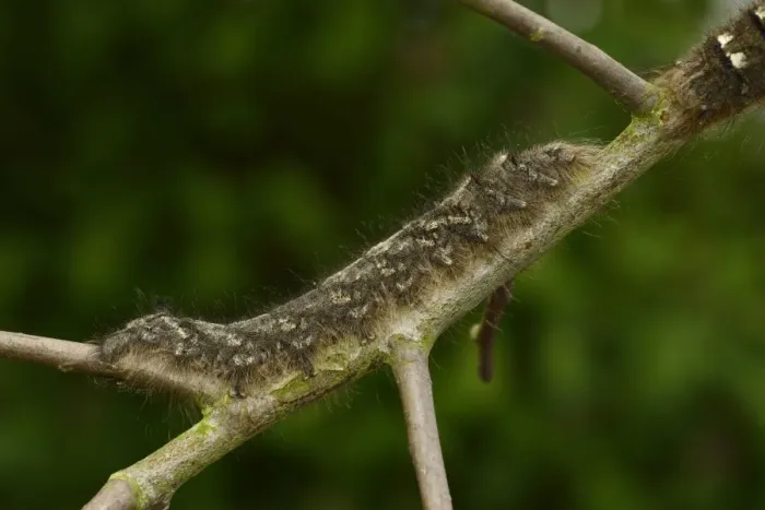 Framed Print : Lappet Moth (Gastropacha quercifolia) full grown larva, on hawthorn twig, Oxfordshire, England, May Framed Print : Lappet Moth (Gastropacha quercifolia) full grown larva, on hawthorn twig, Oxfordshire, England, May