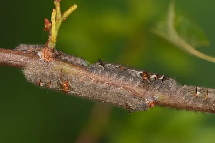Framed Print : Lappet Moth (Gastropacha quercifolia) larvae, congregation on hawthorn twig, Oxfordshire, England, May Framed Print : Lappet Moth (Gastropacha quercifolia) larvae, congregation on hawthorn twig, Oxfordshire, England, May